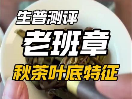 秋茶就一定不好喝?老班章秋茶测评 普洱茶典型的秋茶叶底长什么样?
#普洱茶 #老班章 #秋茶 #召唤茶友 #评茶老廖
