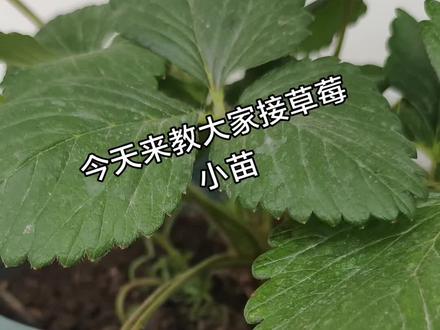 草莓接小苗方法#草莓#盆栽草莓 #草莓🍓 #阳台种植 #上热门