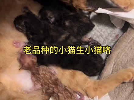 也是当上接生婆了 #小猫生产全过程 #小猫崽