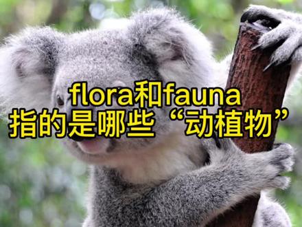 研究生英语flora&fauna意思你知道吗?#考研英语 #英语单词 #雅思