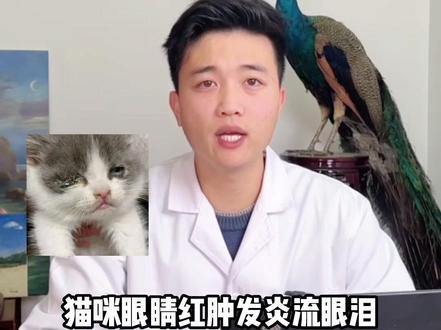 ⚠️猫咪眼部问题,看这一篇就够啦!
#新手养猫 #宠物知识 #养猫经验分享 #科学养宠
