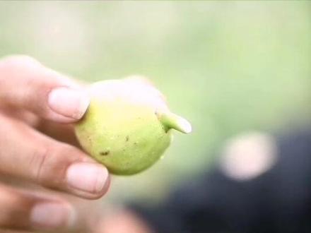 无花果的汁液还有这功能,你知道吗? #无花果 #无花果汁液