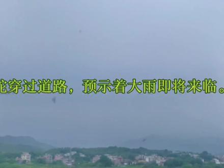 很多燕子飞来飞去的预兆……#燕子乱飞是什么征兆 #自然现象 #鸟类 #百科 #随记