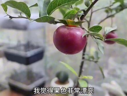 金弹子紫血红、金弹子状元红,金弹子品种苗上盆#爱生活爱养花 #金弹子盆景