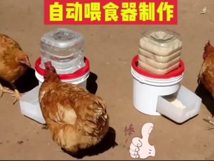用塑料瓶桶制作家禽自动喂食器,不仅节约了粮食,而且节省了人力,制作简单实用,欢迎收藏#废物利用 #diy #塑料桶 #创意diy #自制喂食器
