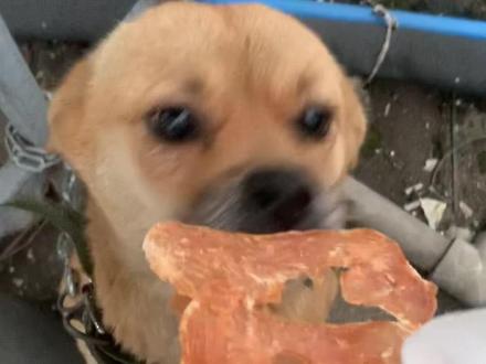 #傻狗的日常 #田园犬 #大黄
早上过去,竟然看到小黄狗多多蜷缩在地上
冲过去一看,结果是傻小狗的链子被它绕在栏杆上
所以回不去小窝
诶! 拿肉干引导好几遍才让傻狗多多链子绕出来
绕出来之后多多高兴的不行。
#狗狗🐶