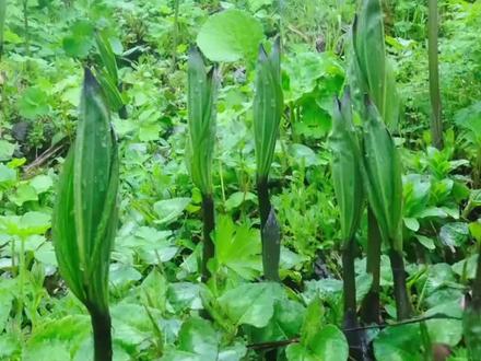 这些野菜喂猪太可惜了?带你认识28种野菜#我的乡村生活 #野菜 #科普