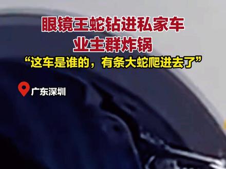 眼镜王蛇钻进私家车,业主群炸锅“这车是谁的,有条大蛇爬进去了”#蛇 #眼镜蛇 #危险 #吓人 #热点