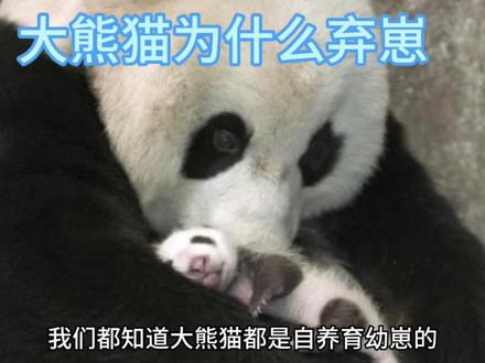 大熊猫妈妈为什么会丢弃宝宝? #大熊猫 #国宝大熊猫 #熊猫🐼 #熊猫 #国宝熊猫 #国宝