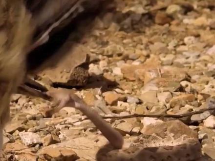 走鹃号称“毒蛇杀手”,一分钟跑500米,响尾蛇在它面前瑟瑟发抖 #科学 #动物 #走鹃 #响尾蛇 #鸟类 #蛇