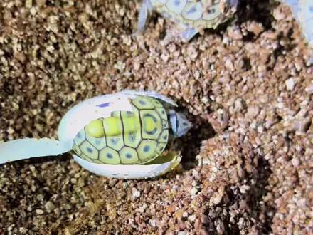 一定要以德服人 2022金头超级奶诞生 #钻纹龟 #奶德 #养龟日常 #神龟农业