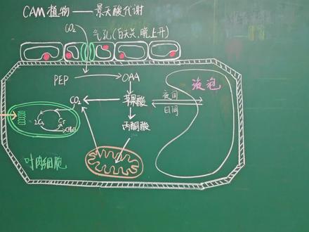 高中生物:光合作用——CAM植物,景天酸代谢
#高中 #高中生物 #光合作用 #CAM #抖音知识年终大赏