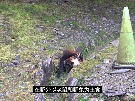 传说黄鼠狼附身人类?民间称呼为黄大仙?其实都有科学根据的!
#民间传说奇闻异事#黄鼠狼专辑#狼毫笔 #科普 #黄鼠狼 #动物世界 @DOU+小助手 #神奇动物在抖音 #神奇动物在抖音 #动物世界 #万物皆有灵性 #科普