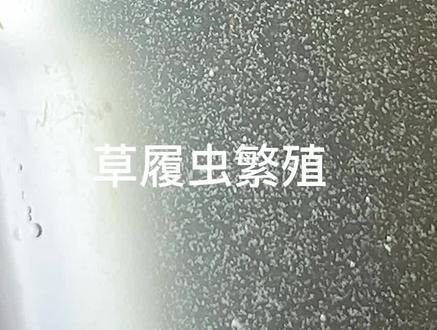 草履虫的繁殖#养鱼日记 #养鱼人 #草履虫