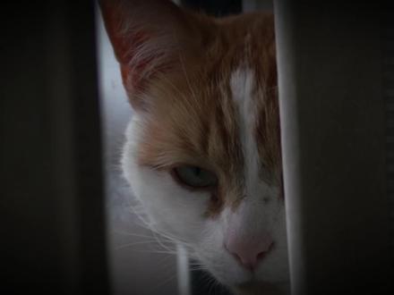 39岁男子半夜发出猫叫声!背后真相细思极恐 “猫叫综合征”有多可怕?
吉林39岁男子每天半夜发出猫叫声,连值班医生都被吓了一跳。背后暴露什么问题?
#健康乘风计划 #抖出健康知识宝藏 #健康科普 #医学科普 #猫叫综合征