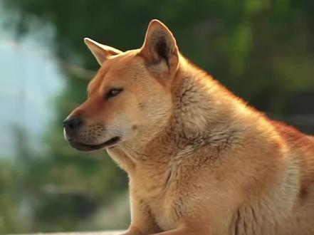 中华田园犬-老祖宗严选,当之无愧为中华国犬!#狗狗 #土狗 #动物解说#中华田园犬#动物解说