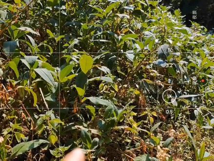 #手机摄影 小米13ultra的长焦微距可以有的,很简单!#拍摄技巧 #小米13ultra #长焦微距 #手机使用技巧