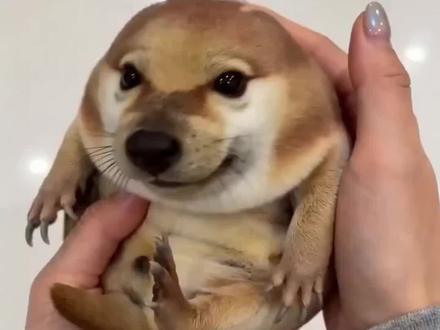 谁不想养一只肥肥的小刀盾呢?圆滚滚的,盘在手里手感特别舒服,老老实实的。#我的刀盾 #柴犬