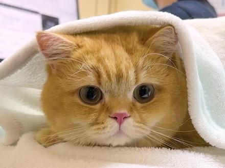 99%的人都不知道猫喷鼻血的罪魁祸首居然是这个!
#抖in萌宠计划 #猫咪的迷惑行为 #猫咪健康 #萌宠出道计划 #猫咪vlog