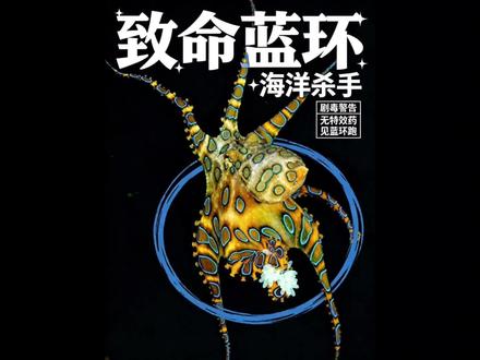 海边看到这种小章鱼,千万别碰!颜值越高越致命 #蓝环章鱼 #科普 #冷知识 #海洋生物