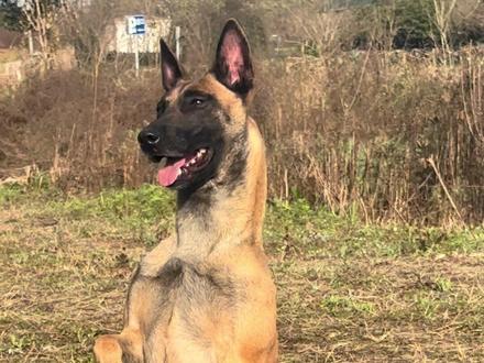 最近有很多粉丝叫我推荐一只适合小区喂养社会化好的科目马犬 它来了 就是它小区长大 情商高懂得和人相处带起来省心#工作犬训练 #纯种马犬 #科目马犬