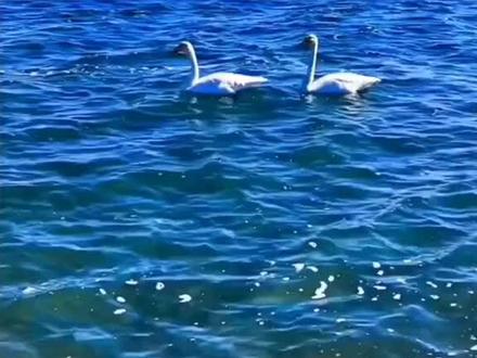 对越作战级别最高的烈士