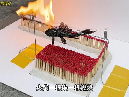 把一只清道夫和火柴接龙放一起!会发生什么事? #清道夫 #趣味实验 #入侵物种 #火柴