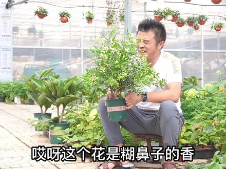 九里香怎么不开花?九里香如何养护?九里香养护教学!#养花 #园艺 #家居 #老花医 #夏日科普星探企划