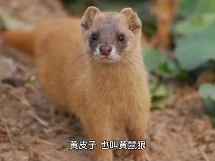民间故事之黄皮子 #万物皆有灵性 #奇闻异事 #民间传说 #奇闻奇事 #民间故事 #动物成精