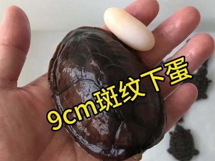 下蛋并不意味着高产,也可能是个体差异,虽然单次产量不高,但斑纹这个品种是可以全年产蛋的 #斑纹蛋龟 #蛋龟#神奇动物在抖音 #龟宠时代