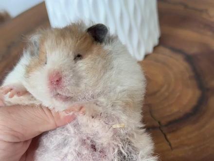 越狱之阿姨被250克女壮士暴揍