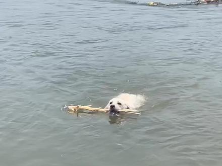 果然狗狗天生会游泳#狗游泳 #狗狗游泳的样子 #水猎犬拉布拉多