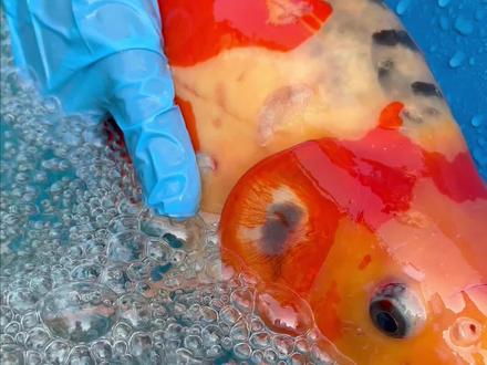 突发情况 鲤鱼跃龙门#锦鲤 #庭院鱼池 #养鱼人 #养鱼日记