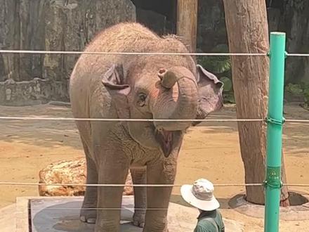 头一次在一头大象身上看到了甜美 #玛丽亚 #长隆野生动物园 #大象 #可爱 cr:@7tys @朵朵纹绣 @悄悄告诉你 @黑白配小汤圆🐼 @xxx* @🍉春田瓜瓜幼儿园🍉 @象往生活 @bad guy @哈小温 @冯猫猫🐾 @🌈WingCy @🥕兔兔的帅帅🐼