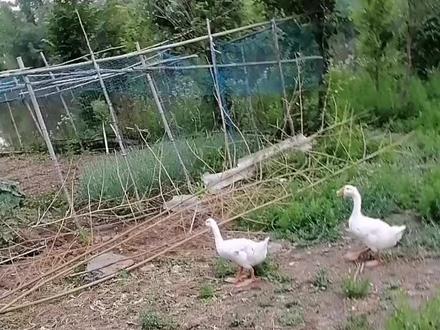 槽头兴旺,鸡鸭成群…