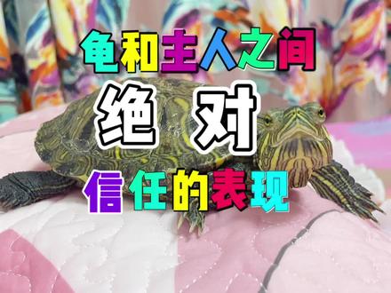 🐢龟和主人之间绝对信任的表现❤️@西瓜宠物官方 #乌龟🐢 #萌宠 #龟 #龟宠时代 #万物皆有灵性 #宠物成精啦 #萌宠出道计划 #宠物