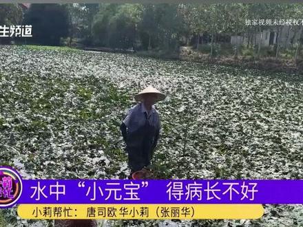 水中“小元宝”得了病,还会传染越烂越多,愁坏八旬老人,农业专家帮找解决办法#常识中国