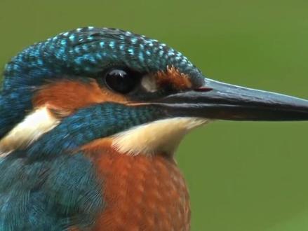 80.90后,是否还记得三年级上册第六课要求全文背诵的《翠鸟》,小时候池塘边随处可见的翠鸟已经很少见了,家长收藏保存,给孩子科普下翠鸟!