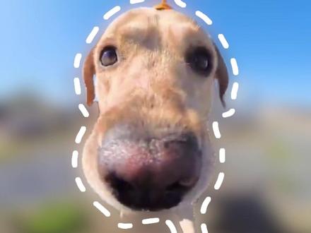 拉布拉多 吃得多拉得多的拉布拉多,好养嘛?##拉布拉多 #狗狗 #宠物 #萌宠出道计划 #狗