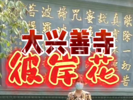 大兴善寺的彼岸花与众不同!#旅行#历史#西安