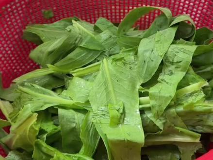 黄鳝炒苦麦菜#家常菜#日常vlog #做饭 #农村生活