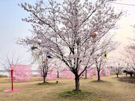 凤栖湖,推出一波凤栖湖赏樱单人票,包含天女散花、花神巡游、百亩樱花、风情油纸伞、百鸟花谷、恐龙乐园、西游演绎、国潮演绎,刷到的朋友赶紧先囤!#旅行推荐官 #亲子游玩好去处 #周末去哪玩 #泰州 #凤栖湖景区