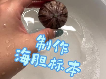 #原创手工 第一次弄海胆标本,不知道算不算成功