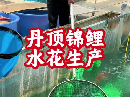 锦鲤如何繁殖