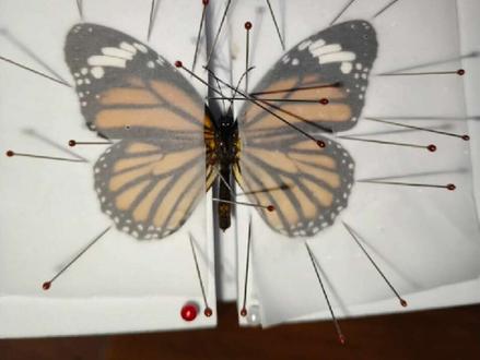 快去关注他@未央&蝶 #蝴蝶#蝴蝶标本#虎斑蝶 #蝴蝶标本