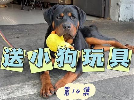 喜欢看大型犬的有福啦~#狗玩具 #送玩具的长寿面