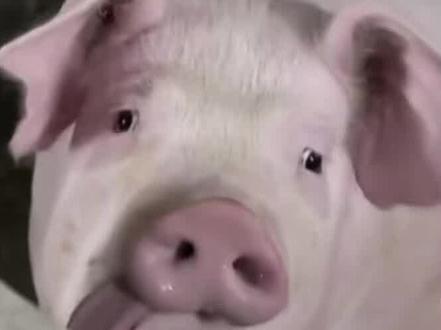 雷霆歌曲鉴赏(第二期)👽🐷 #雷霆 #雷霆音乐 #抽象 #猪妞 @汽水音乐APP