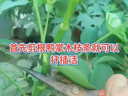 鸭掌木枝条水培扦插,很快就生根发芽