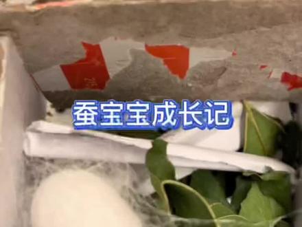 #奇妙的动物 #蚕宝宝的成长日记 #奇趣自然 #蚕宝宝成长记 #观察昆虫 #2022高考加油 拆蚕宝宝的茧,真的很好玩