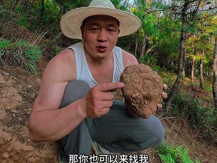 满山都是的松树下面藏着珍贵的野生茯苓!你知道怎样才能找到他! #茯苓 #茯苓的功效与作用及吃法 #我的乡村生活 #茯苓煲汤 #山货